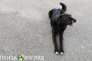 В селе Пензенского района выявили очаг бешенства