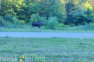В Лопатинском районе водитель сбил лося