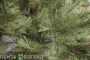 В Пензенской области перед Новым годом усилят охрану хвойных деревьев
