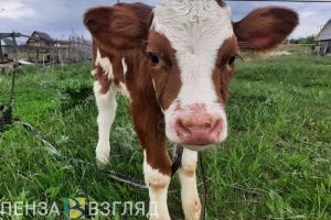 Пензенская область получит деньги на возмещение части затрат племенных хозяйств