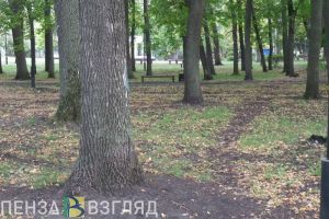 В пензенском сквере имени Дзержинского обнаружили ясеневую златку