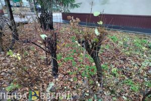 Пензенцы узнали мнение Вильфанда о декабрьской погодной аномалии
