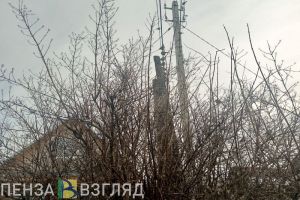 На 4 территориях в Пензенской области обнаружены очаги бешенства