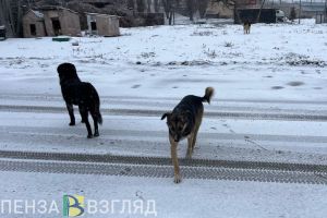 В Пензенской области хотят вводить экстраординарную ситуацию из-за бродячих псов