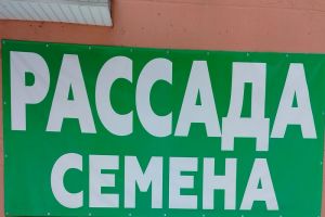 Зеленый огород зимой: какие культуры реально выращивать на подоконнике