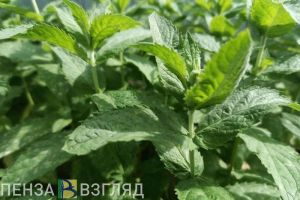 В Пензенской области за год обнаружили десятки новых очагов опасных растений