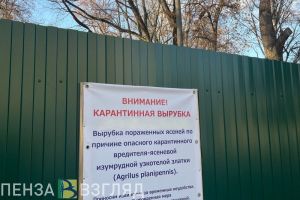 В Пензе вырубили порядка 350 деревьев, пораженных ясеневой златкой