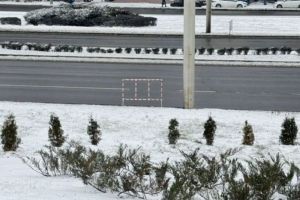В Пензе возле «Глобуса» неизвестные выкопали три туи