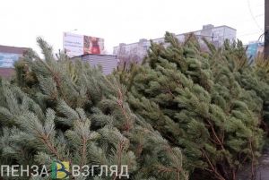 В Пензе началась акция «Спаси елку»
