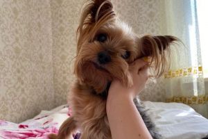 Собаки, которые ведут себя как кошки: 5 пород, ломающих стереотипы