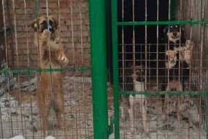 Горожанам рассказали об условиях содержания бездомных собак в Пензе
