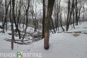 В лесах Пензенской области в 2026 году выявлено 24 нарушения закона