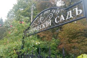 Купила розы для дачи по скидке — рассказываю, что делать дальше