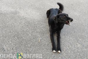 В пяти населенных пунктах Пензенской области отменили карантин по бешенству