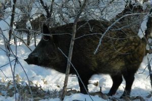 В Пензенской области завершается сезон охоты на пушных зверей и кабанов