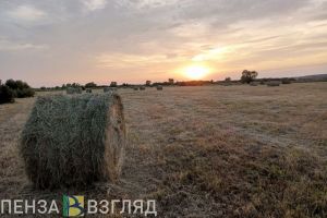 Расследовано дело о гибели водителя при выгрузке зерна в Земетчинском районе