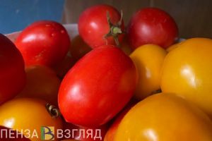 Для дачников из Пензенской области вступили в силу изменения в законодательстве