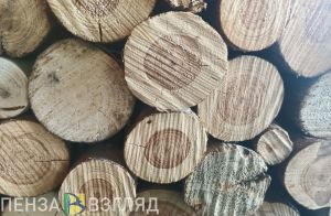 Пензенцам объяснили, какие насаждения в городе ликвидируют в первую очередь