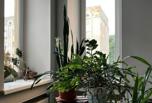 Как улучшить качество воздуха в квартире: четыре совета на заметку