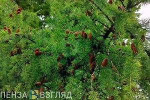 В Пензенской области увеличили объемы лесовосстановления