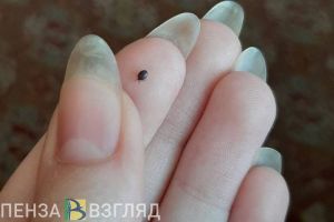 Пензенских собачников предупредили о пробуждении смертельно опасных клещей