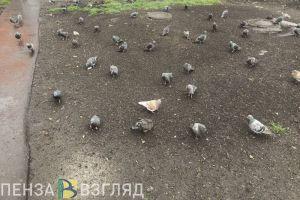 Жителям Пензенской области назвали размер штрафа за кормление голубей у дома