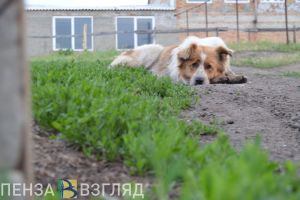 Жительница Сердобска избила соседа палкой из-за спора о бродячих животных