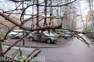 До 14 градусов тепла прогнозируют в субботу синоптики в Пензенской области