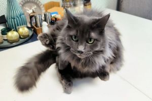 Мокрый кот - злой кот: как я нашла способ купать питомца без крови и криков