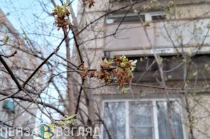 В Пензенской области 31 марта потеплеет до +20 градусов