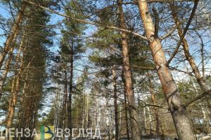 В Пензенской области впервые за несколько столетий заметили сайгаков