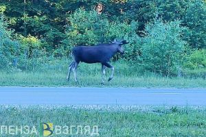 Браконьер заплатил 240 000 рублей за незаконную добычу лося в Пензенской области