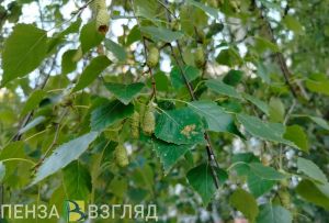 Пензенцы узнали о пользе березового сока