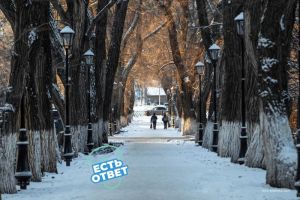 В Кузнецке благоустроят «Аллею вязов»