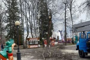 В парке им. Белинского Пензы начали опиливать аварийные деревья
