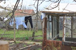 Когда и как высаживать луковицы гладиолусов: сроки, подготовка, уход и посадка