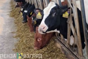 В Пензенской области хотят продлить карантин по лейкозу КРС