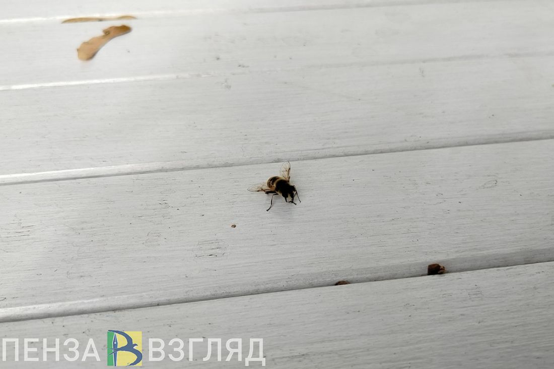 Пензенским пчеловодам дали рекомендации после снежной зимы