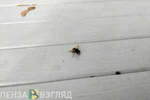 Пензенским пчеловодам дали рекомендации после снежной зимы
