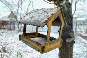 Жителям Пензенской области грозит штраф за кормление ворон во дворе