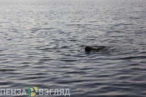 В Пензе на водоемах организуют работу 10 спасательных постов