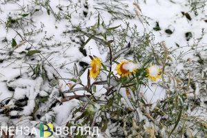 Пензенцы узнали о прогнозе скорого снега и заморозков в Центральной России