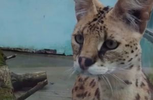 В пензенском зоопарке появились новые животные