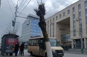 Пензенцы пожаловались на внешний вид деревьев в центре города