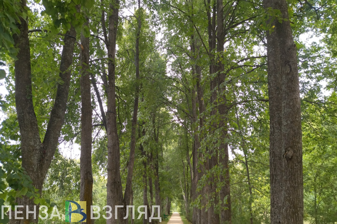 В пензенских школах могут начать проводить уроки на улице