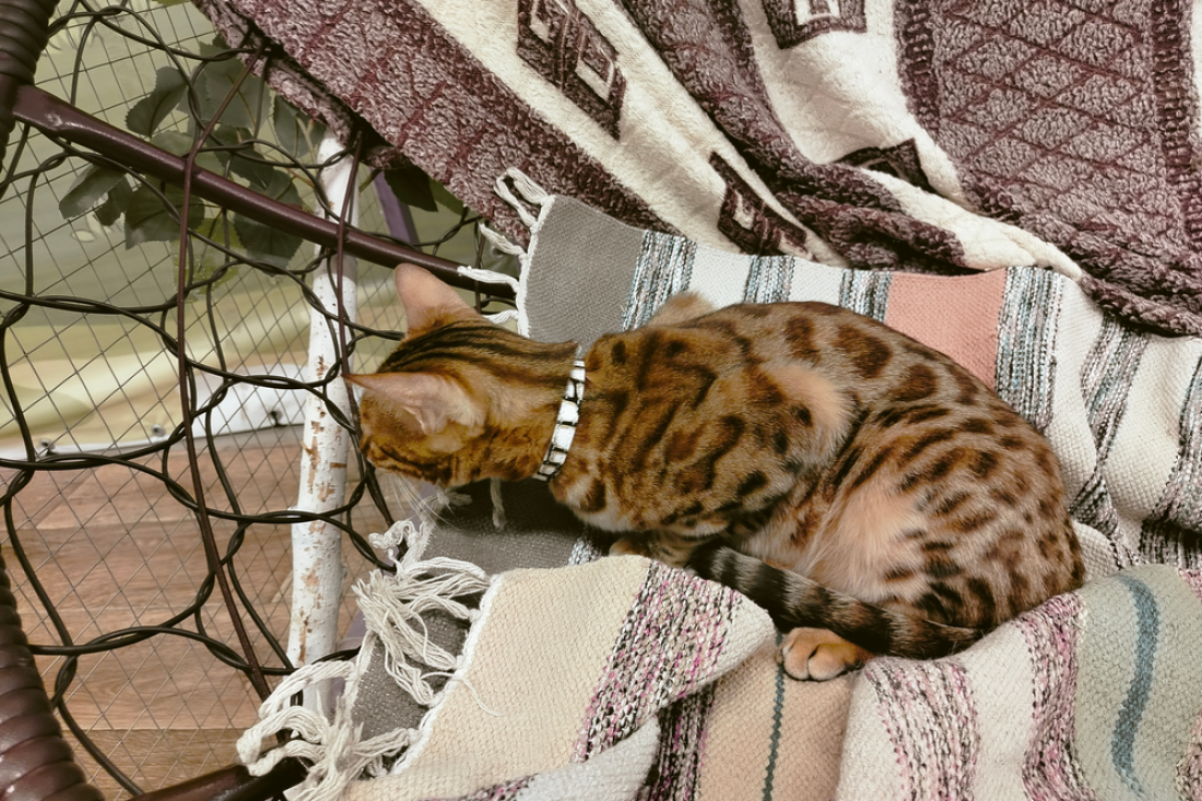 Почему принцип «проголодается — поест» опасен для кошек: будьте внимательны и проверьте своего любимца