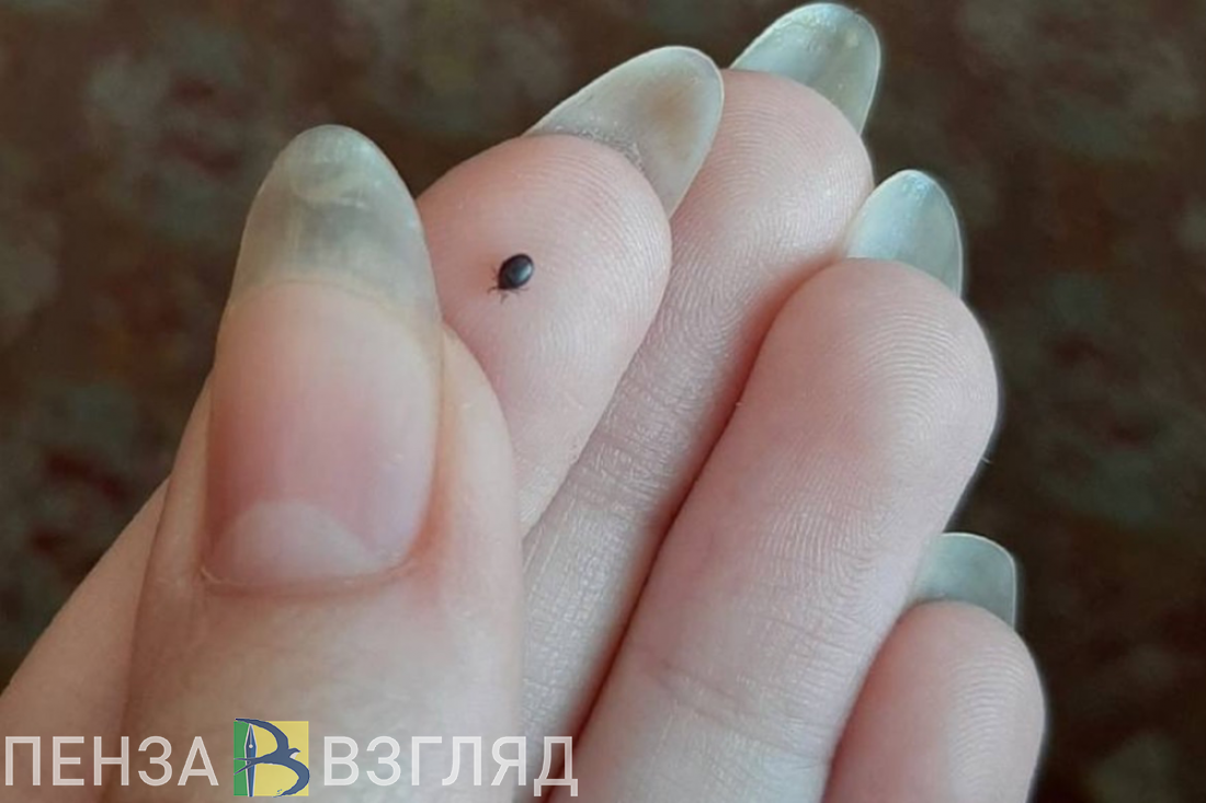 Пензенцам напомнили, какие вирусы могут переносить клещи