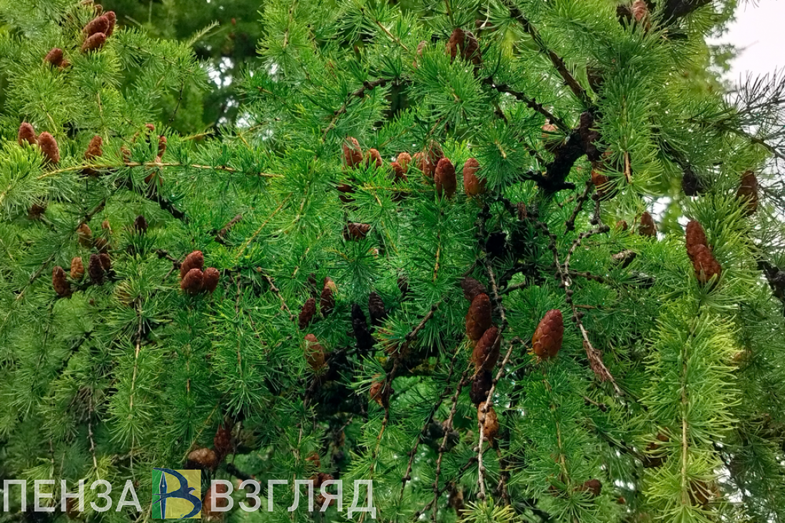 В Пензенской области прогнозируют 4 класс пожарной опасности лесов