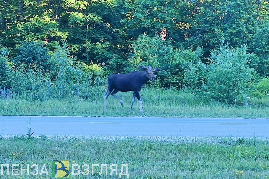 В двух районах Пензенской области сбили двух лосей