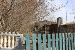 Почему желтеет чеснок и что делать весной: 3 причины — исправил и получил крепкое перо всего за 5 дней